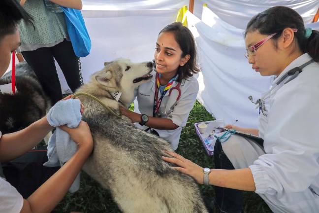The department is also working with certified clinics to provide microchipping during regular vet visits, aiming to simplify registration for pet owners. – ADIB RAWI YAHYA/THESUN