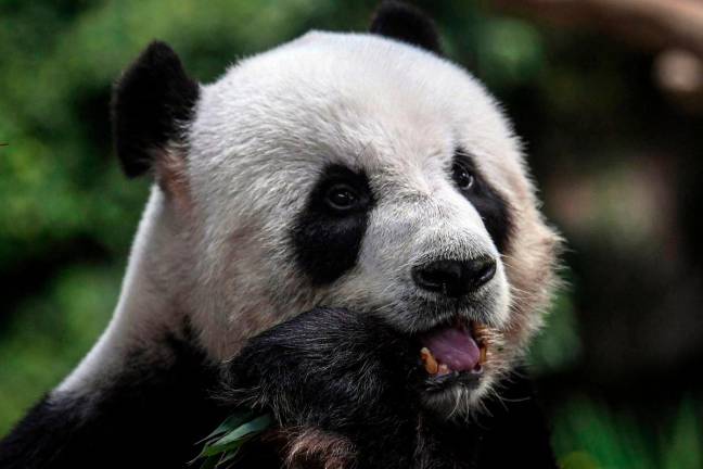 Giant panda Fu Wa - BERNAMApix