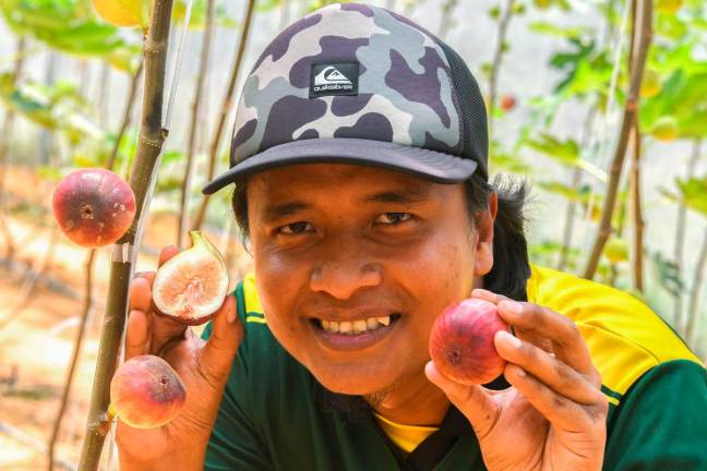 Pengusaha kebun buah tin, Nur Taufiq Yusuf, 35, menunjukkan varieti Masui Dauphine (MDA) yang sudah masak ketika ditemui Bernama di Kebun Anggur dan Tin miliknya di Kampung Batu 31. FotoBernama