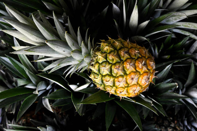 MD2 pineapples were sold at RM7 to customers at a fruit stall located on Jalan Jelebu today. - BERNAMA