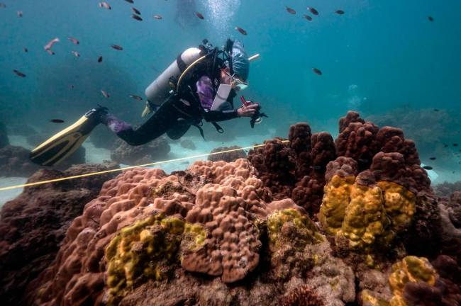This photo taken on December 22, 2022 shows Lalita “Nan” Putchim, marine biologist and specialist in coral biology from Thailand’s Department of Marine and Coastal Resources, taking a photo of an outbreak of yellow-band disease on coral formations off the coast of Samae San island in Sattahip district in the coastal Thai province of Chonburi. - AFP file pic