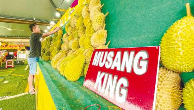Malaysia is the leading producer of premium Musang King durians. - THESUNPIX