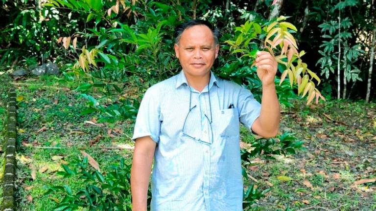 Tumbuhan Xylosma Luzonensis antara 12 tumbuhan yang dikendalikan oleh Ahli Botani Lembaga Pemegang Amanah Taman-Taman Sabah Sukaibin Sumail di Taman Nikel Monggis Ranau, Sabah- fotoBERNAMA