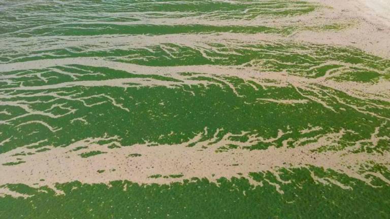 Green algae releases hydrogen sulphide gas as it rots which can prove deadly at high concentrations © Damien MEYER / AFP/File
