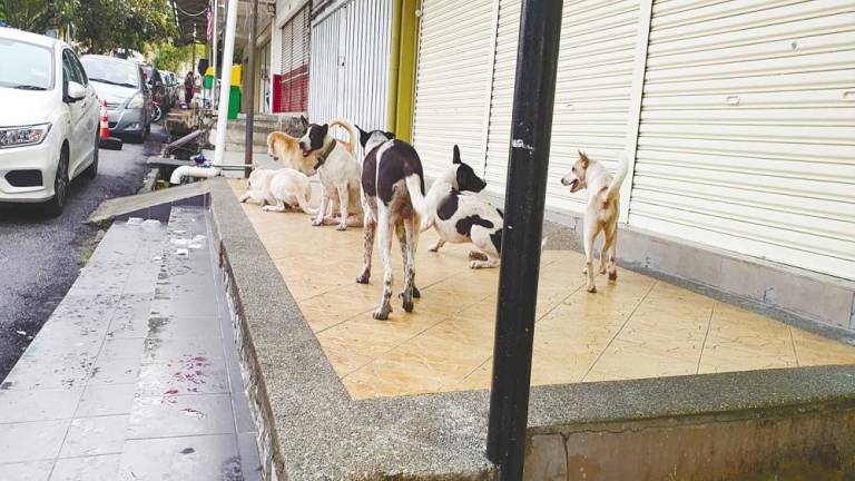 Traders say the number of strays in the area has increased to about 20.