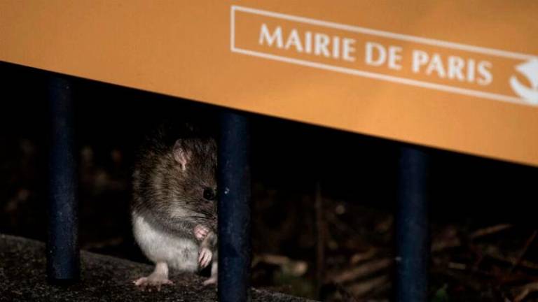 One of the hundreds of rats that have become a common sight at Paris’s central Saint Jacques park, near the city hall - AFPpix