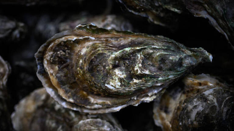 This photo taken on January 19, 2024 shows an oysters at the port of La Teste in the bay of Arcachon, south-western France. - AFP