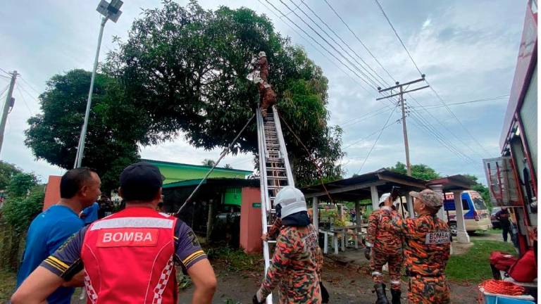 Fire and rescue personnel removing the body of the victim who was confirmed dead following an electric shock. - Pic credit Harian Metro courtesy of Papar Fire and Rescue Dept