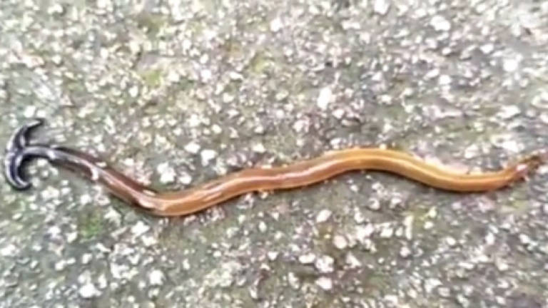 (Video) Carnivorous hammerhead worm spotted in Johor