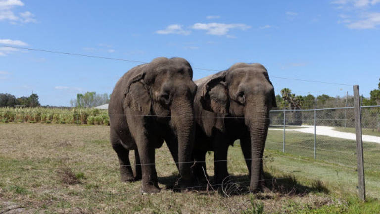 Circus elephants' retirement home promises pampered life
