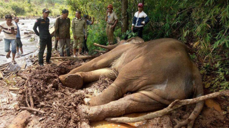 Elephant starved to death as punishment