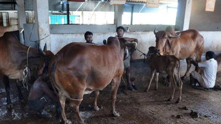 Muslim Man Dies After Attack By Cow Vigilantes In India