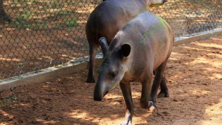 Thieves steal Venezuela zoo animals to eat them