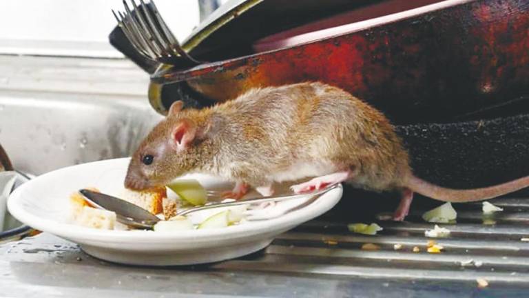 The infection is caused by leptospira bacteria, commonly found in the urine of rats and other infected animals. – Adib Rawi Yahya/theSun