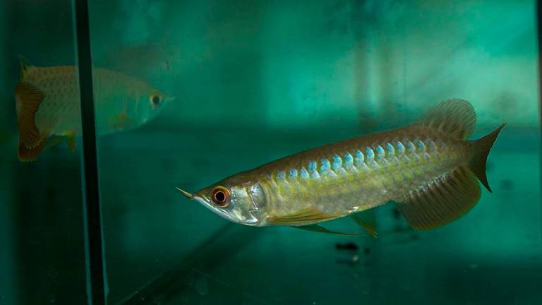Ikan Arowana yang terdapat di Bintong Arowana Farm Sdn Bhd. Beliau pernah gagal dalam usahanya menternak ikan arowana, namun kerugian yang ditanggung tidak mematahkan semangat Adzmi Saad untuk membiakkan ikan hiasan yang turut dikenali sebagai kelisa itu - fotoBERNAMA