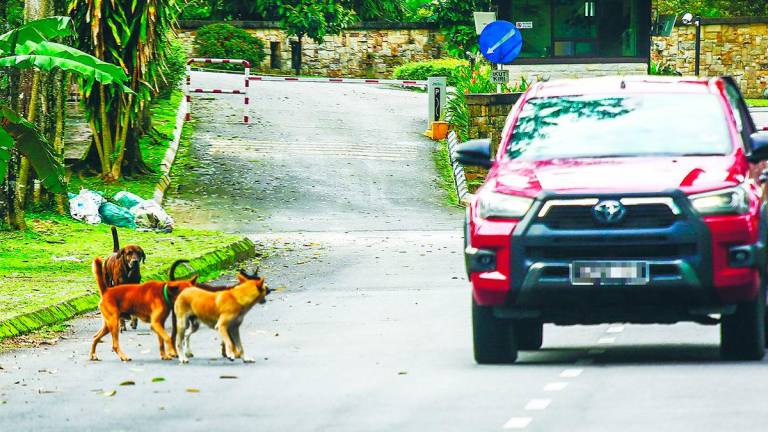 The association stressed that stray management is not merely an animal welfare issue but also a public health concern. – Adam Amir Hamzah/theSun