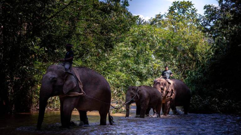 Ganbar Hiasan sahaja - Gajah - BERNAMA