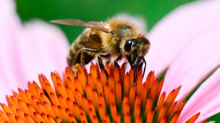 A honeybee collects pollen on a blooming coneflower (echinacea purpurea) in Ludwigsburg, southwestern Germany, on July 1, 2025. (Photo by THOMAS KIENZLE / AFP / AFP)