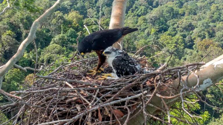 UniSZA researcher discovers nest of red-bellied eagle