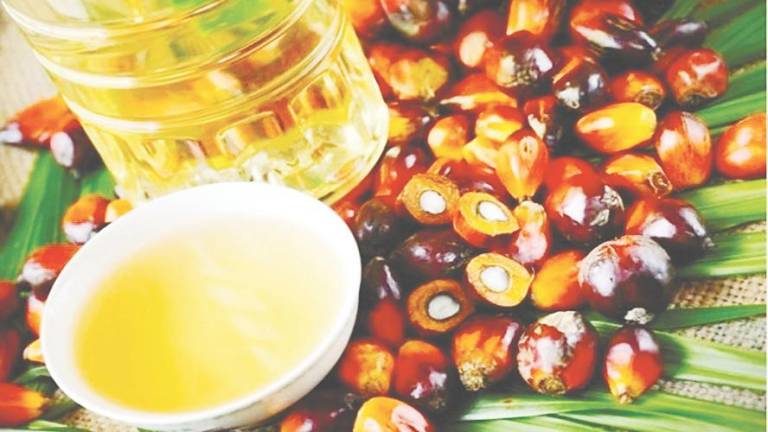 Demand for Malaysian palm oil could rise if Indonesia implements its plan to raise the export levy to support a higher biodiesel usage mandate. – Bernama filepic