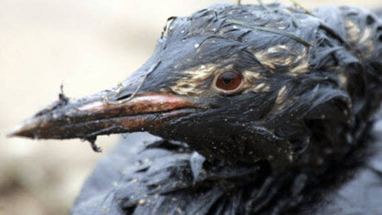 Hundreds of birds stricken after Rotterdam oil spill