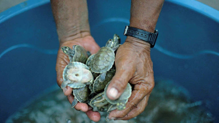 Labuan marine parks, popular turtle landing sites