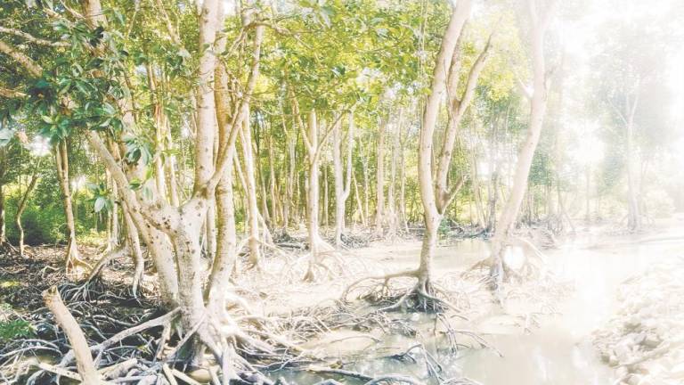 Behara said collaboration among corporate sectors, government agencies and research institutions is needed to ensure long-term monitoring of mangrove ecosystems. – MASRY CHE ANI/THESUN