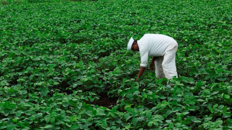 A farmer removes weeds from a soybean farm in Nashik, India, July 28, 2025. - REUTERSPIX