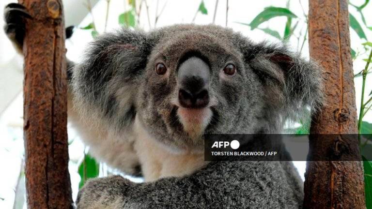A koala which was displaced from its habitat by the flood waters recovers in an emergency shelter at the Lone Pine Koala Sanctuary in Brisbane on January 15, 2011.- AFP