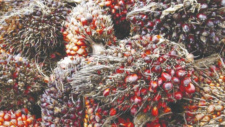 Production of palm oil and kernel produced in the country were set low enough to please the officials, but the costs of production were high. – REUTERSPIC