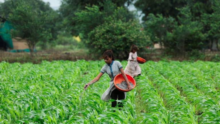 Girls sprinkle fertilizer in a corn farm in Nashik, India, July 28, 2025. - REUTERSPIX