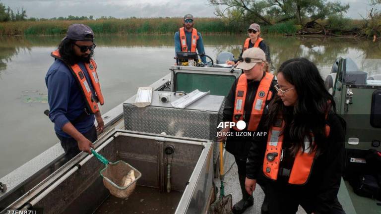 A Fisheries and Oceans Canada (DFO) team member shows a fish, not a Grass Carp, caught with electrofishing before releasing it back into the river during a patrol on the Grand River in Dunnville, Ontario, in search of invasive Grass Carp on September 25, 2025. - AFP