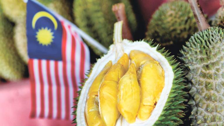 Durian isn’t just food; it is nostalgia, identity and the shared joy of prying open a fruit that has been passed down through generations. – BERNAMA