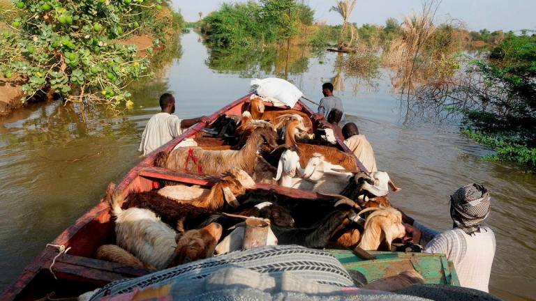 Beberapa lelaki Sudan mengemudi sebuah bot yang membawa kambing merentasi air banjir di kampung Wad Ramli, utara Khartoum, ketika penduduk berpindah selepas kawasan itu ditenggelami air Sungai Nil, Sudan, 1 Oktober 2025. - Reuters