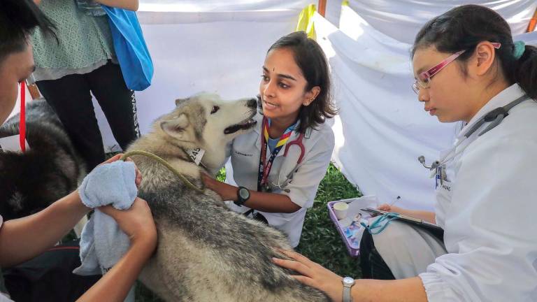 Kalaivanan proposed starting small with pilot projects in hospitals and rehabilitation centres, working alongside NGOs and certified therapy-animal handlers. - theSun