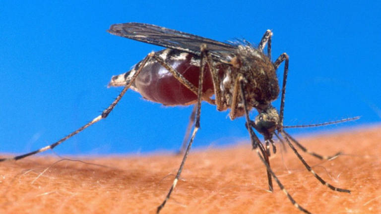Sabah health dept introduces '1House 1Champion' programme to curb dengue