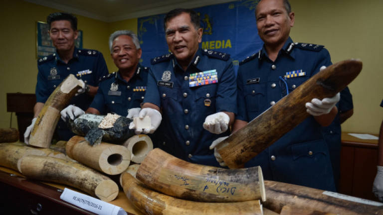 KLIA customs seizes 159kg in smuggled ivory