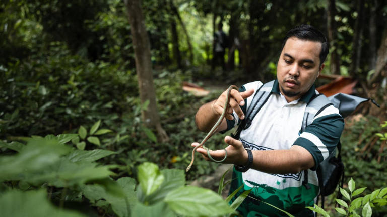 Lebih 500 spesies biodiversiti dijumpai menerusi Banding Trail Adventure 2025. - BERNAMA