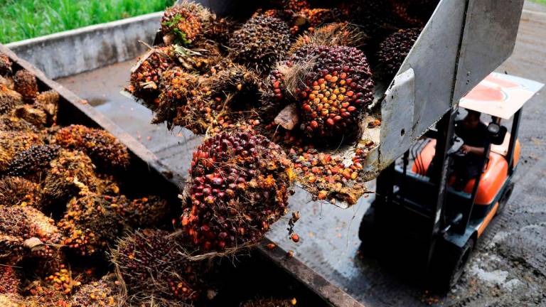 Fresh fruit bunches of oil palm are seen on a lorry to be sent to a mill at a the palm oil collection centre for smallholders in Banting, Selangor, Malaysia, June 10, 2022. Picture taken June 10, 2022. - REUTERS