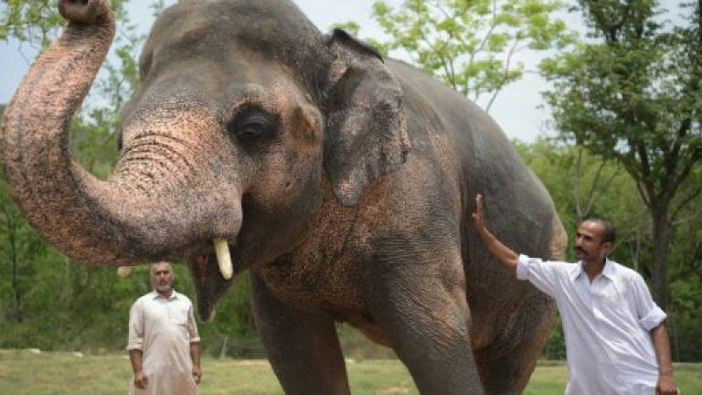 Petition to save elephant from 'deplorable' conditions in Langkawi