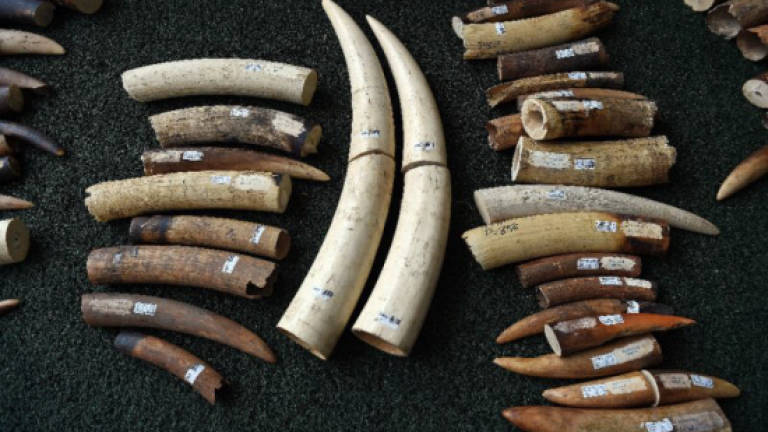 Three tonnes of ivory seized in Vietnam