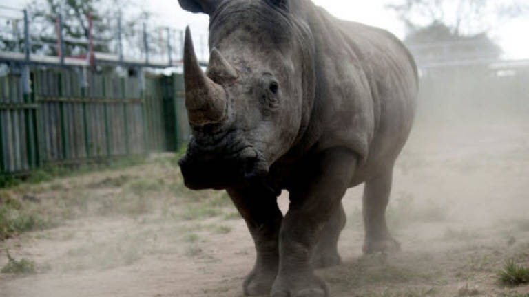 Govt officer surrenders for stealing priceless rhino horn