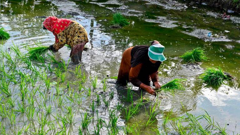 For representational purposes. FILEpix: Farmers plant rice seedlings at a paddy field in Indonesia. AFPpix