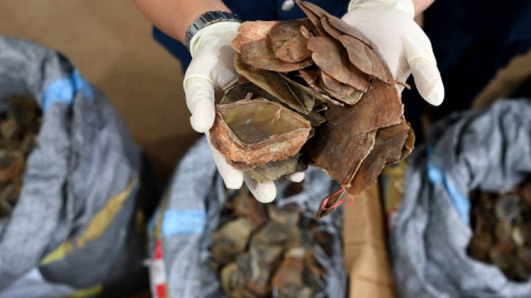 Pangolin scales worth RM9m seized (Updated)