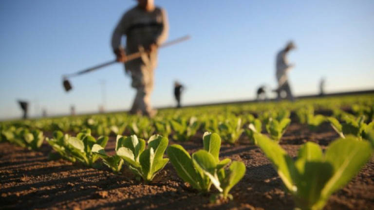 Spreading E.coli outbreak prompts US lettuce warning