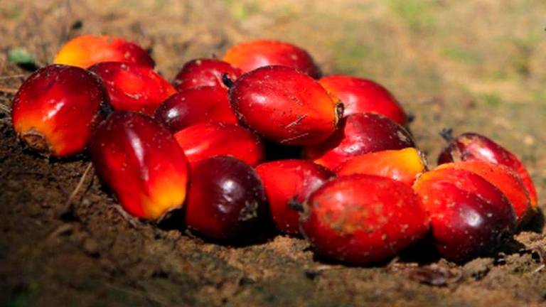 Gambar Hiasan Sahaja: minyak kelapa sawit - BERNAMA