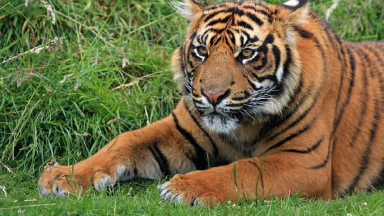 Tiger campaign threatened by poor data, says WWF