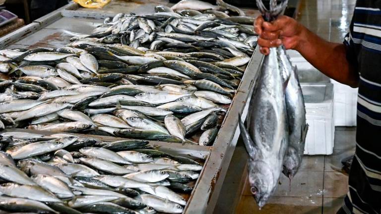 Gambar Hiasan sahaja - Ikan - BERNAMA