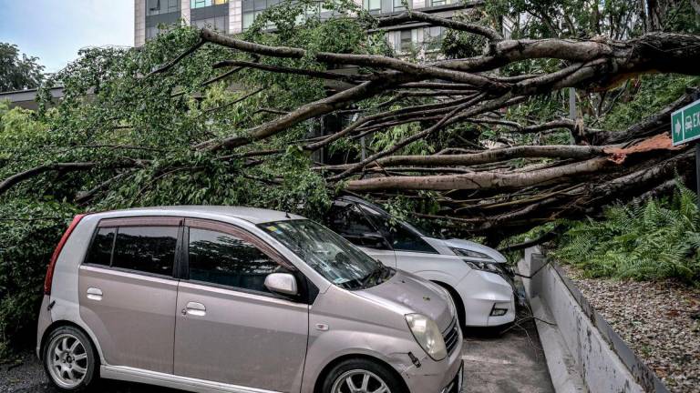 Dua buah kereta mengalami kerosakan teruk selepas dihempap sebatang pokok besar tumbang ketika hujan lebat bermula petang tadi di Jalan Dungun, Bukit Damansara hari ini.