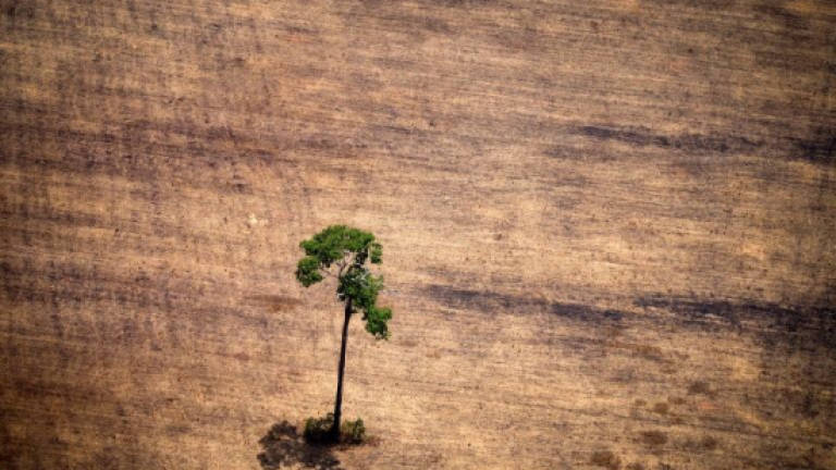 Brazil exports murder-tainted illegal logging